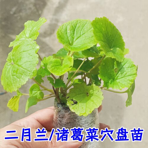 二月兰花苗穴盘苗诸葛菜种子早春开花耐寒耐阴地被植物二月兰花籽