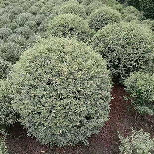 银姬小蜡球树苗金姬小蜡苗绿化苗木亮晶女贞盆栽花叶女贞球型植物