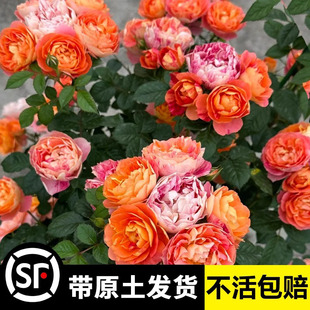 艾莎月季花苗盆栽果汁飞溅爬藤蔷薇特大花凯丽浓香胭脂扣四季开花