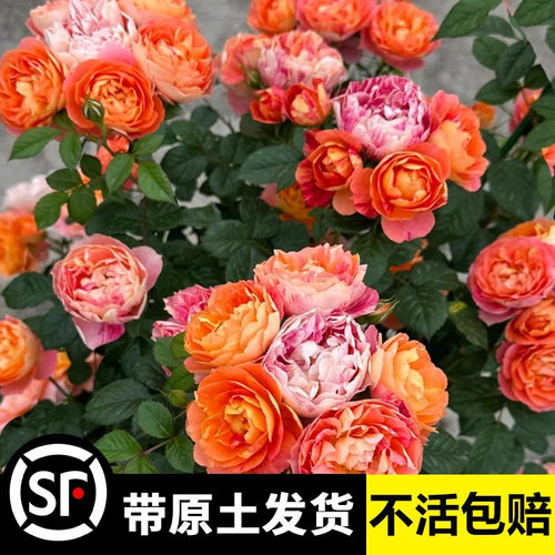 艾莎月季花苗盆栽果汁飞溅爬藤蔷薇特大花凯丽浓香胭脂扣四季开花