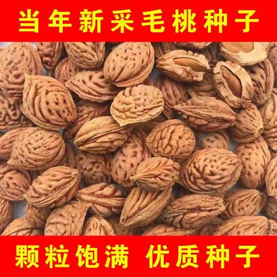 新采毛桃种子山桃种子籽野生山桃核桃树种籽可嫁接梅花树果树砧木