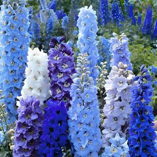 大花飞燕草种子宿根大飞燕草翠雀花籽多年生耐寒室外庭院花境切花