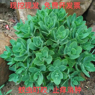 八宝景天蝎子草华丽三七蚊虫叮咬止痒跌打损伤盆栽绿植多年生