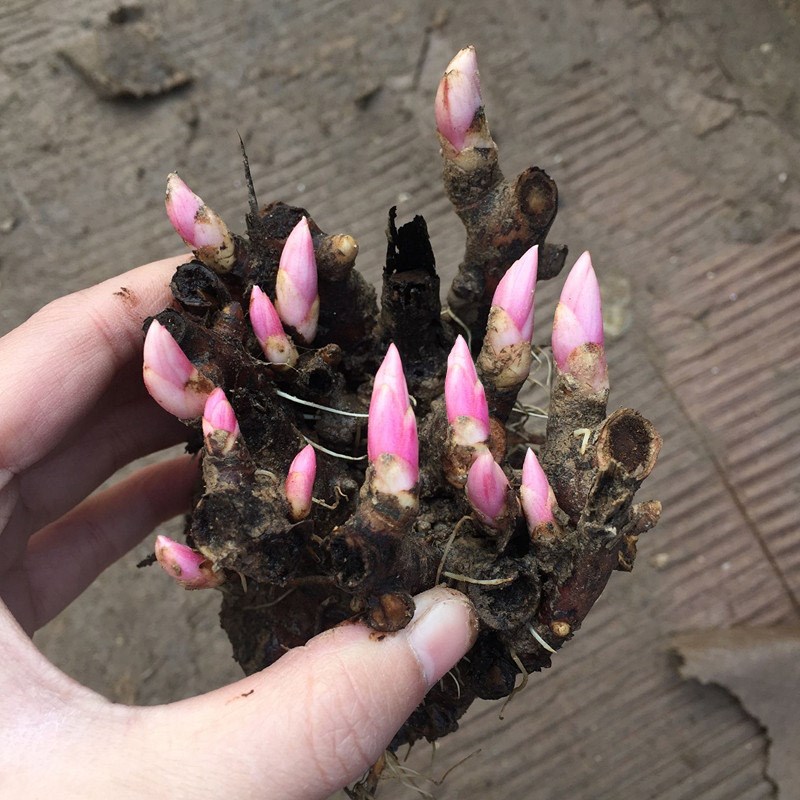 芍药种球四季开花盆栽牡丹花苗芍家庭园艺种子