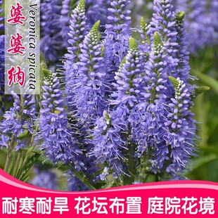 穗花婆婆纳种子易活春秋盆栽花卉花种庭院园林绿化四季景观花种子
