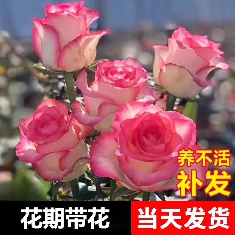 艾莎月季花苗玫瑰花树苗老桩三季开花蔷薇带花苞盆栽阳台花卉大全图片