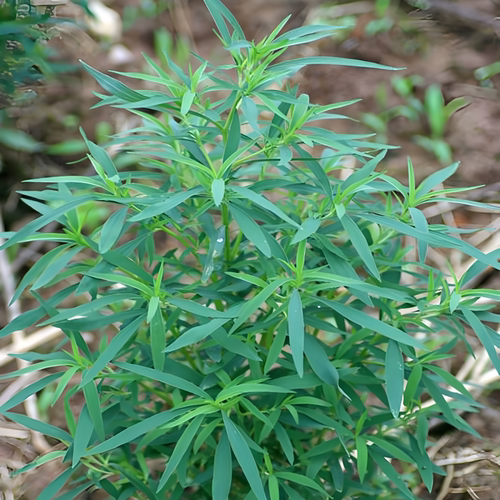 现挖农村的野生扫帚苗