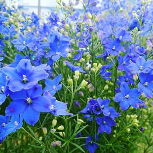 千鸟草小花飞燕草花种子籽耐寒庭院野花阳台盆栽四季蓝色易种春播