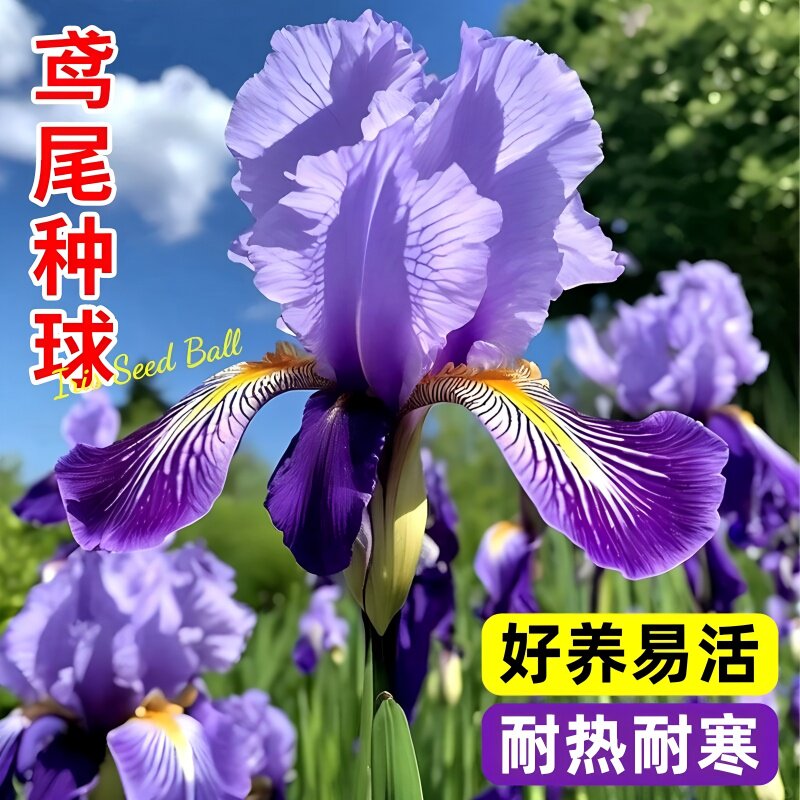 进口鸢尾种球多年生德国鸢尾花苗耐旱寒阳台盆栽庭院地栽花卉植物