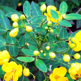 蛇灭门种子四季种植望江南野决明凤仙花蛇倒退防蛇驱蛇植物草种籽