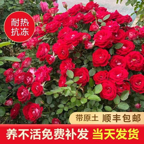小女孩蔷薇花苗爬藤开花浓香型