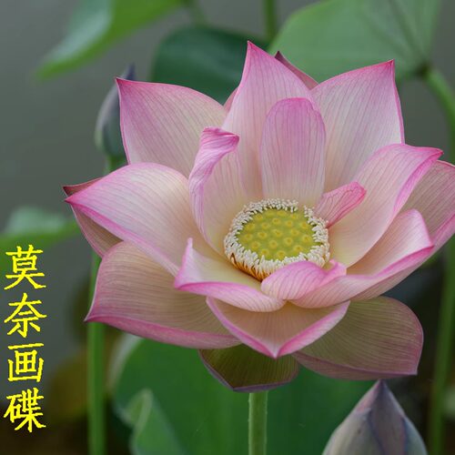 保护品种授权销售/莫奈画碟/晚成