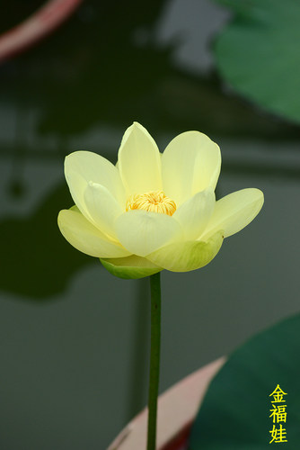 金福娃水月洛神壬寅清风观赏荷花