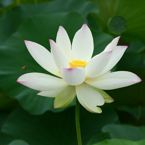 乌托邦荷花(逸仙莲)高大抗逆性好