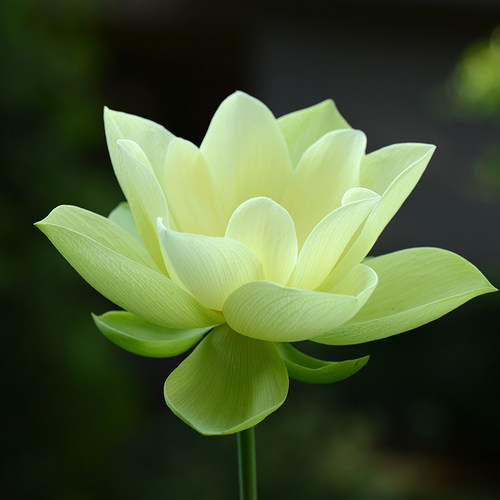 金陵凝翠】中大型黄绿色经典荷花