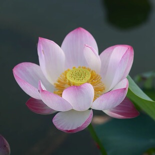 小型 金粉世家6 碗莲乌托邦 阳窗台水生花卉观赏荷花种藕 盆栽
