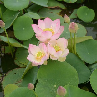 【陌芸】碗莲乌托邦-小微型水生阳台庭院盆栽观赏荷花种藕苗cqu