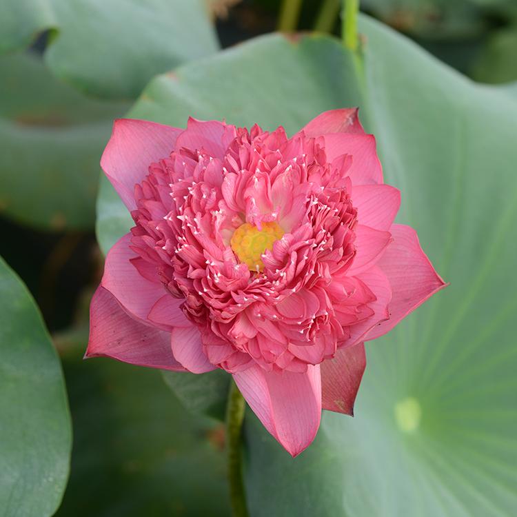 红色切花】理想切花品种柄硬粗壮