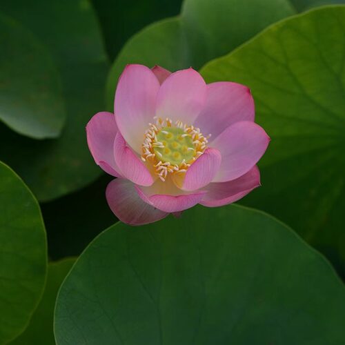 【妃嫣】中小型圆瓣粉色丰花可微