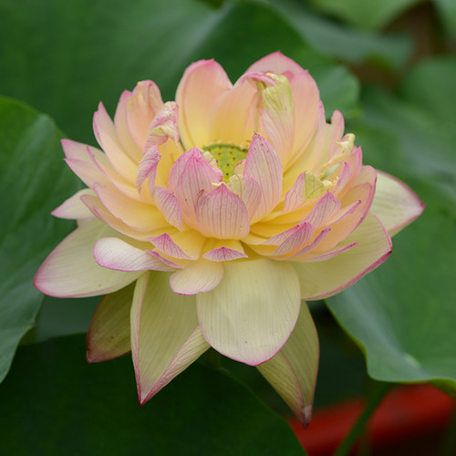 乌托邦荷花复瓣锦霞/神州美川