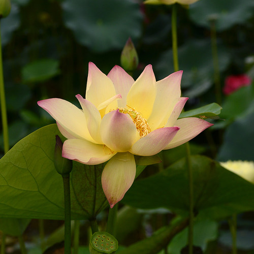 乌托邦碗莲【鹿城秋】复色新品种