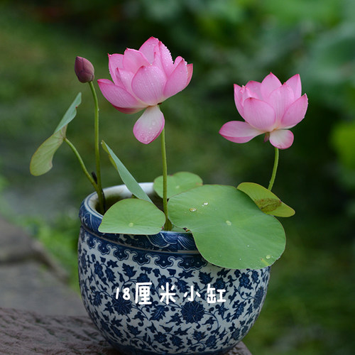 碗莲乌托邦【小鸟依人】早花丰花