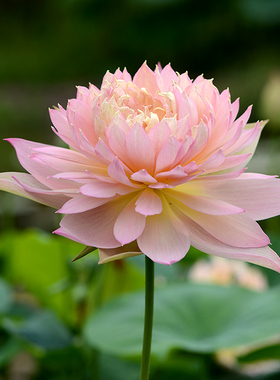 【羽裳】碗莲乌托邦-小型水生阳台庭院盆栽观赏荷花种藕 cqu10211