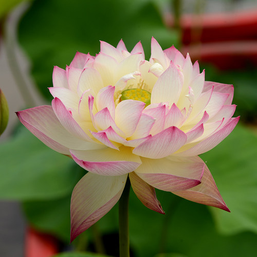 魔手】中小型丰花株型好观赏荷花