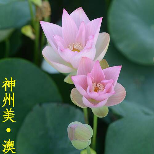 【神州美•桂】【神州美•澳】