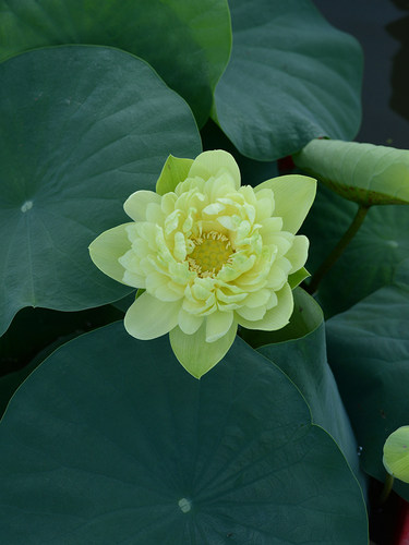 【天中翡翠】乌托邦黄绿色荷花