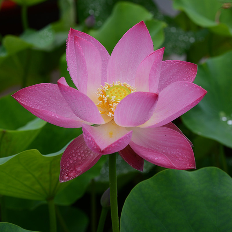 【小佛手】碗莲乌托邦-中小型 阳台楼顶盆栽水生花卉观赏荷花种藕