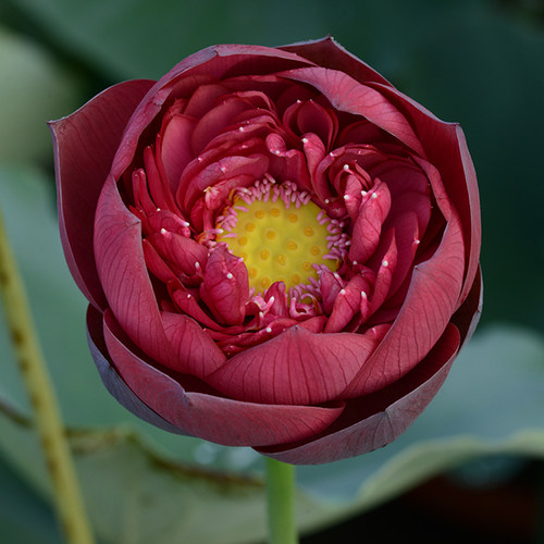 乌托邦荷花【新子夜】丰花挺拔