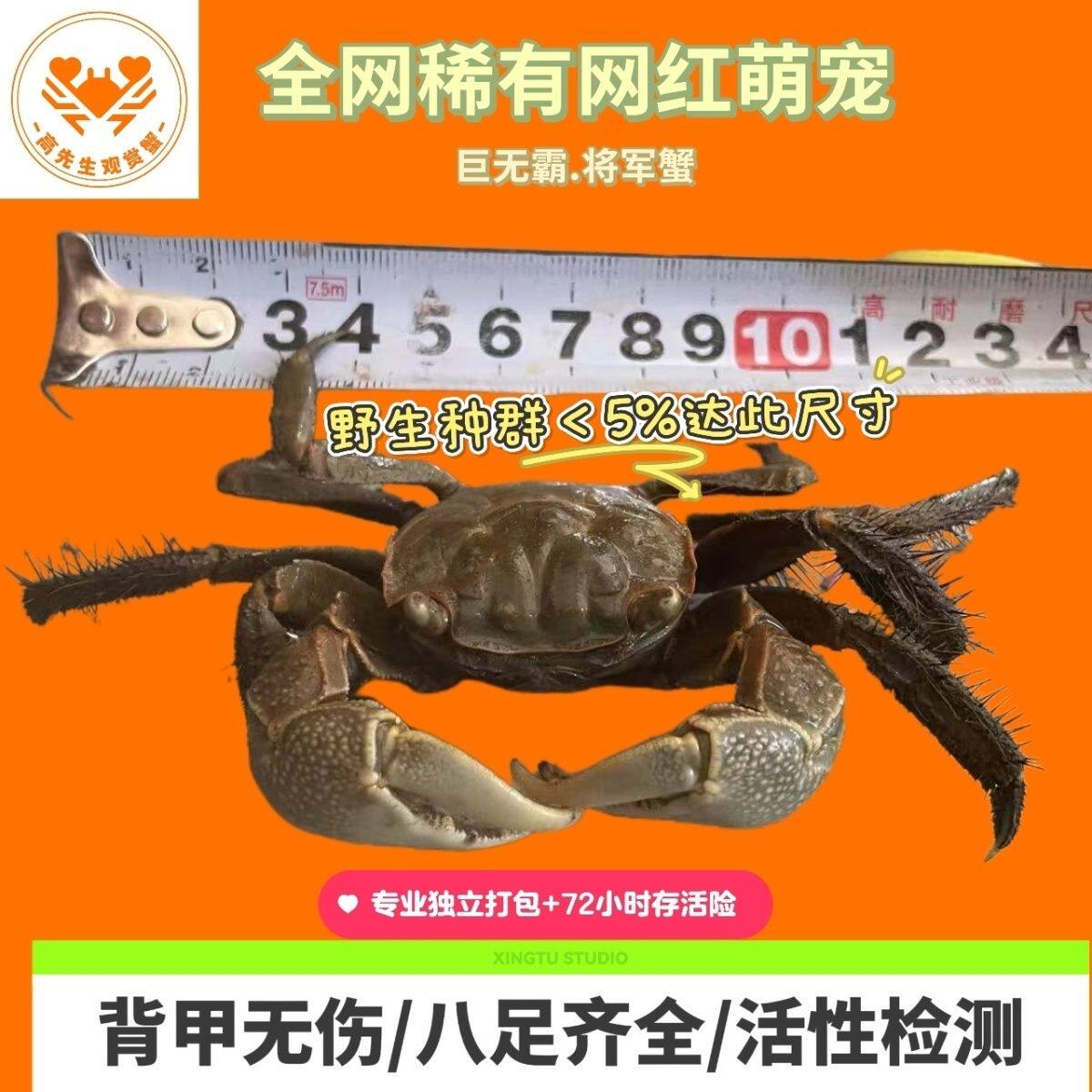 将军蟹活体观赏蟹宠物活体网红蟹巨型将军蟹活体宠物