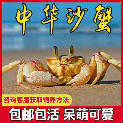 大眼萌蟹可爱沙蟹中华沙蟹桌面萌宠可跟寄居蟹混养陆生观赏螃蟹