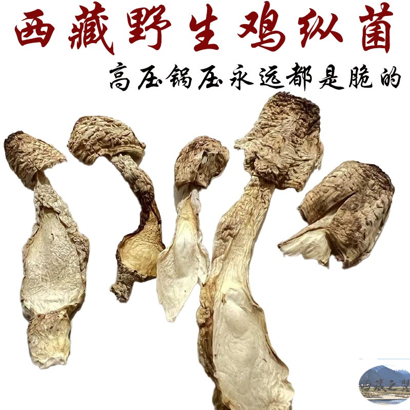 西藏直发 250克包邮 西藏野生鸡纵菌 野生鸡腿菇 原汁原味