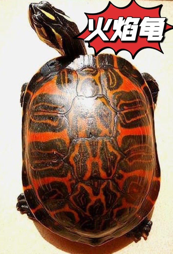 外塘火焰龟大宽纹红腹观赏小乌龟苗黄腹深水龟红黄纯底火焰龟