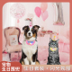 拍即闪宠物生日装 扮蛋糕帽子猫咪狗狗中小型猫犬通用布偶缅因泰迪