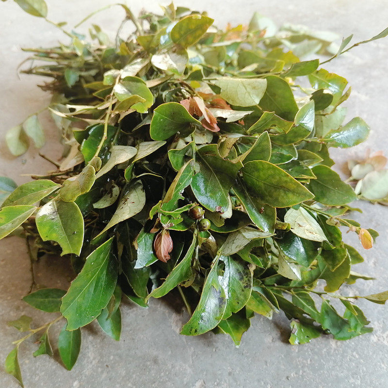 新鲜黑面叶 黑面神 鬼划符 乌漆臼 青漆 铁甲将军 四眼草 鸡肾叶