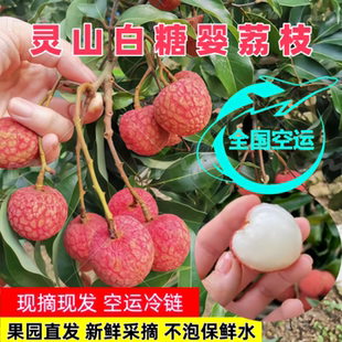 广西灵山白糖罂荔枝当季新鲜桂核小味水果妃子肉厚笑现摘现发包邮