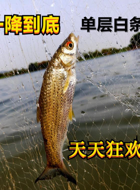 单层浮网丝网鲫鱼网白条1指细软