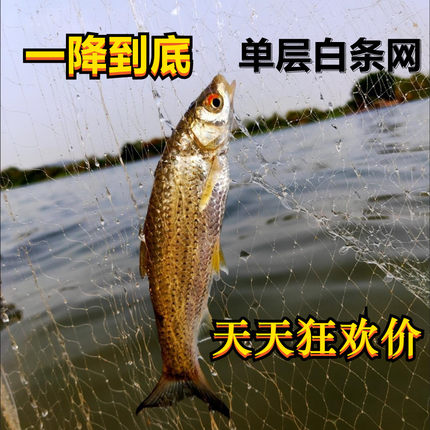 单层浮网白丝网鲫鱼渔网白条专用1指网1.5指0.8米高2米高细丝柔软