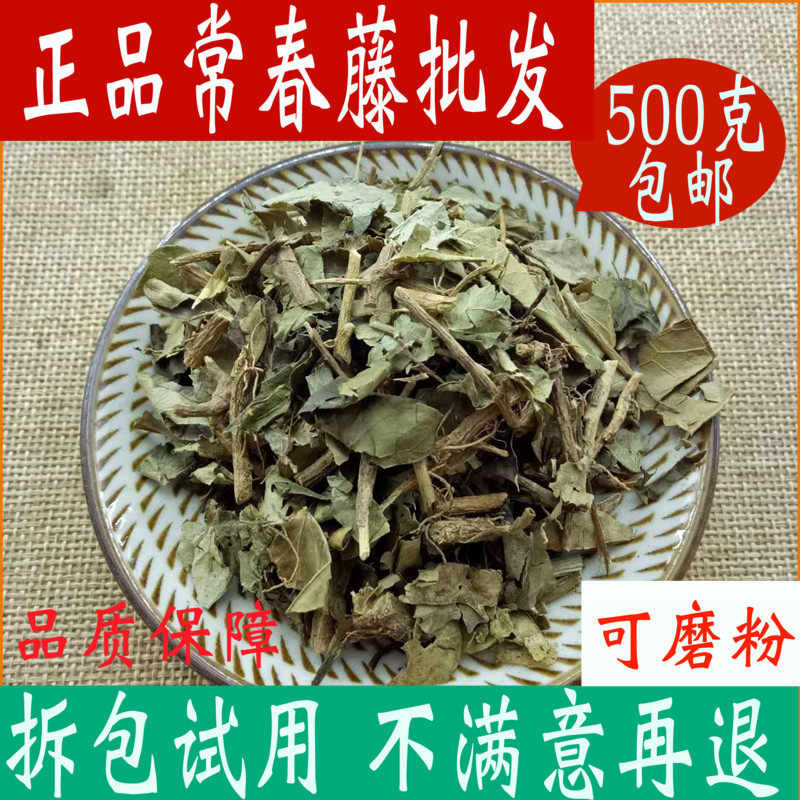 散骨风图片,追骨风,追骨风的图片_大山谷图库