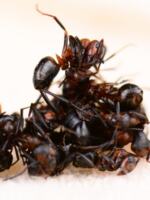 Black ant dried Chinese medicinal material, wild black ant from Changbai Mountain, homemade health wine, can grind 500g of black ant powder thumbnail 4