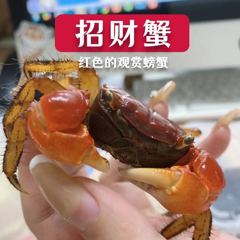 招财蟹相守蟹观赏蟹淡水螃蟹宠物蟹爬水族萌宠养殖鱼缸观赏活体