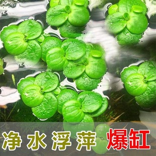 水草浮萍圆心萍净化水质水培绿植庭院办公室鱼虾龟缸造景漂浮水草