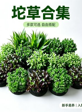 懒人坨草鱼缸造景不用种植易成活