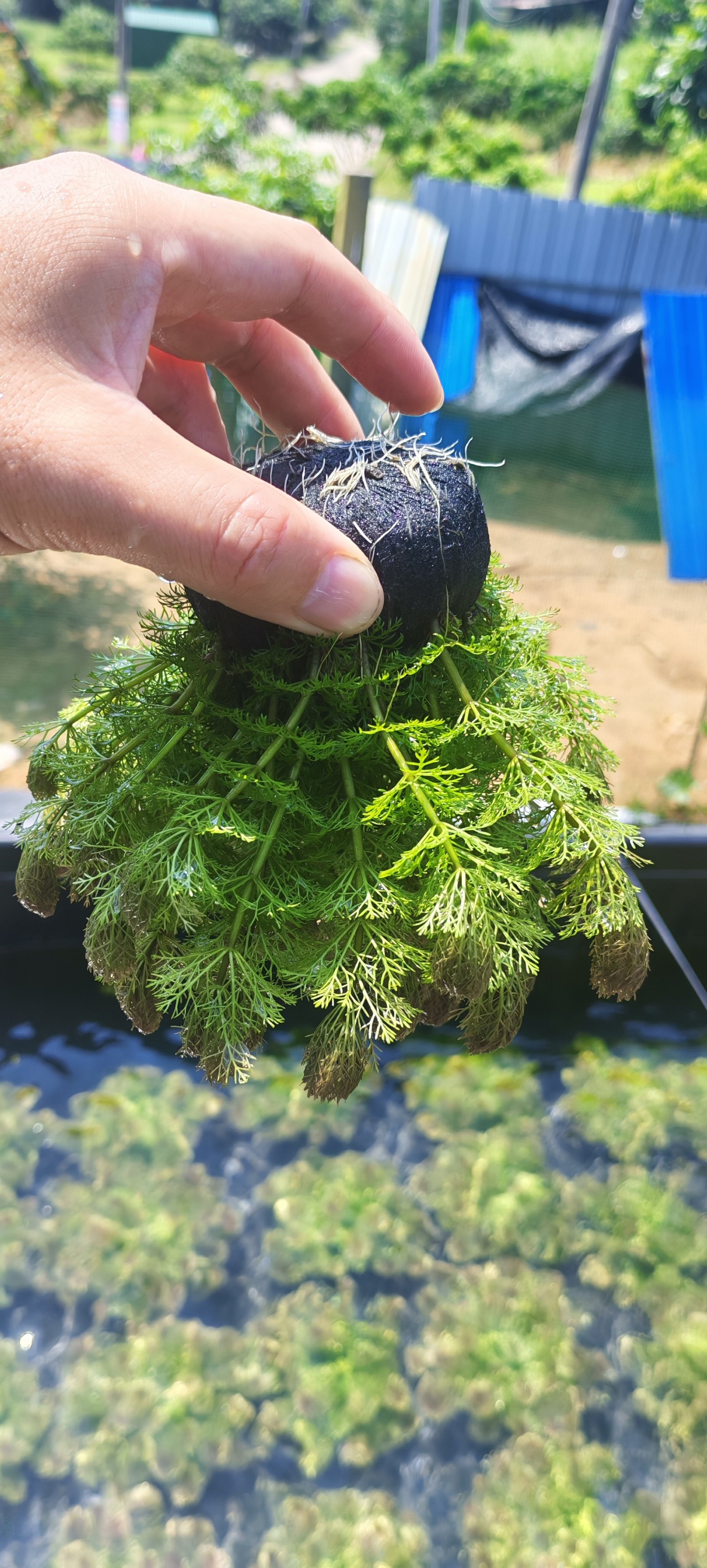 小宝塔羽毛绿菊净化增氧懒人水草水草