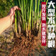 水竹水培植物龟水竹盆栽鱼缸水池塘网红旱伞草风车草净化水质植物