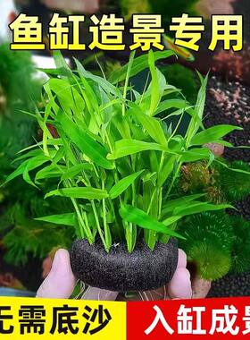 懒人水草入缸成景自带水草营养坨