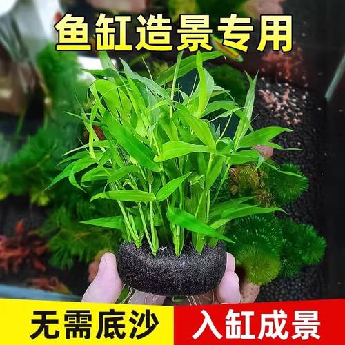 南美青竹水草植物真草鱼缸水草造景鱼养鱼小型鱼草缸绿植活净水新